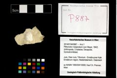 Foto (Objekt + Etikett) von Pithonoton marginatum (von Meyer, 1842)  (NHMW-GEO-2014-0194-0887)
